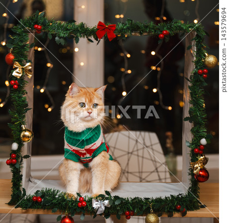 Golden Cat in Christmas Sweater Inside Garland Frame. Golden British Shorthair cat in a green and red knitted Christmas sweater sits inside a festive garland frame decorated with baubles and a red bow 143579694