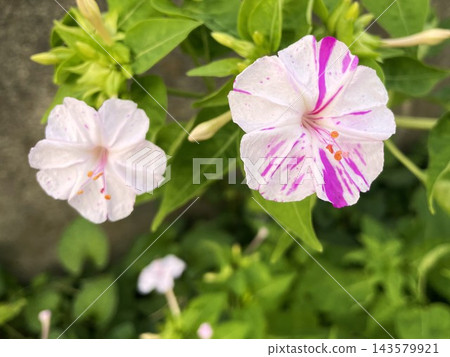 三朵白粉相間的紫茉莉花 143579921