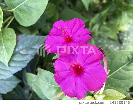11朵盛開的深粉紅紫茉莉花 11朵盛開的深粉紅紫茉莉花 143580146