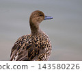 The back of a Northern Pintail 143580226