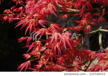 Fresh green of red maple Fresh green of red maple 143580422