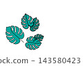 Monstera leaves illustration in vector outline drawing style 143580423