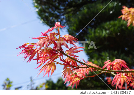 Fresh green of red maple Fresh green of red maple 143580427