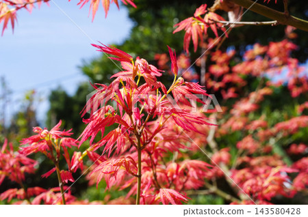 Fresh green of red maple Fresh green of red maple 143580428
