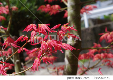 紅楓鮮綠 紅楓鮮綠 143580430