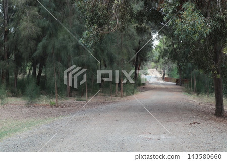 Walking path in public park, eucalyptus, fir, spruce, deciduous trees. Walking path in public park, eucalyptus, fir, spruce, deciduous trees. 143580660