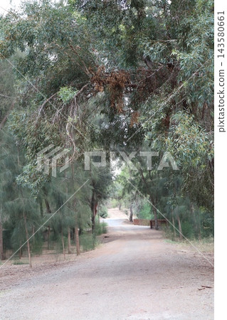 Walking path in public park, eucalyptus, fir, spruce, deciduous trees. Walking path in public park, eucalyptus, fir, spruce, deciduous trees. 143580661