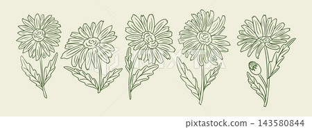 Botanical chamomile plant doodles with five hand drawn daisy like flowers, leafy stems, and muted green outlines on a cream background, horizontal floral illustration 143580844