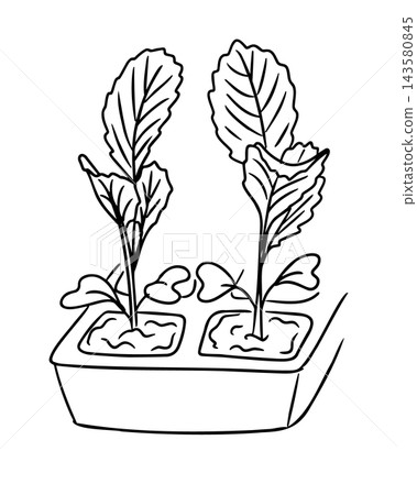 Cabbage sprouts with broad veined leaves growing in a divided rectangular planter, black and white botanical line drawing on a plain background Cabbage sprouts with broad veined leaves growing in a divided rectangular planter, black and white botanical line drawing on a plain background 143580845