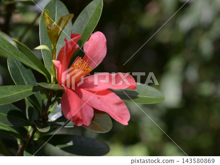杜鵑花山茶花 杜鵑花山茶花 143580869