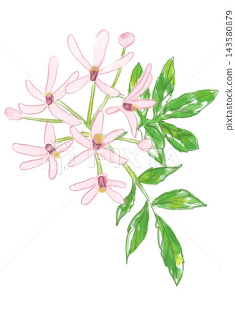 A hand-painted watercolor illustration of blooming chinaberry blossoms. A hand-painted watercolor illustration of blooming chinaberry blossoms. 143580879