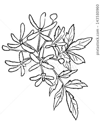 A hand-drawn line art illustration of blooming chinaberry blossoms. A hand-drawn line art illustration of blooming chinaberry blossoms. 143580960