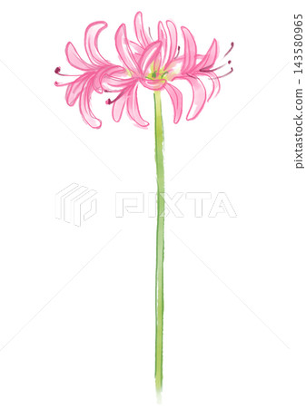 A hand-painted watercolor illustration of blooming nerine flowers. A hand-painted watercolor illustration of blooming nerine flowers. 143580965