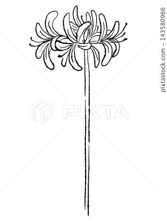 A hand-drawn line art illustration of blooming nerine flowers. A hand-drawn line art illustration of blooming nerine flowers. 143580966