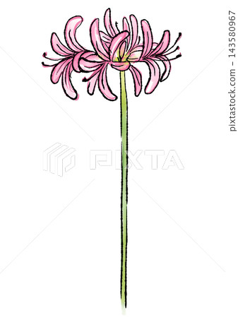 Hand-drawn line art and watercolor illustration of blooming nerine flowers Hand-drawn line art and watercolor illustration of blooming nerine flowers 143580967