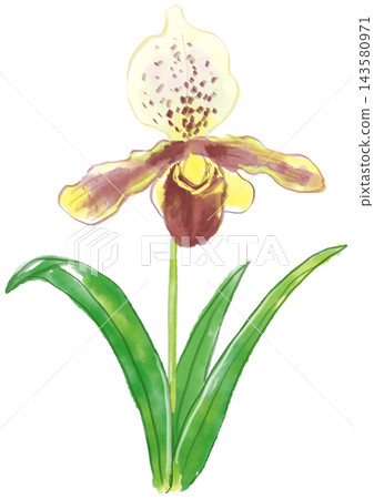 A hand-painted watercolor illustration of blooming Paphioderum flowers. A hand-painted watercolor illustration of blooming Paphioderum flowers. 143580971