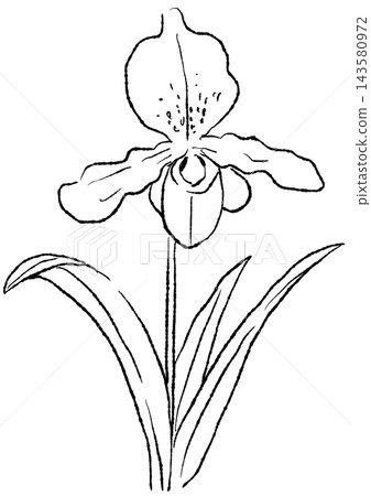 A hand-drawn line art illustration of a blooming Paphioderum flower. A hand-drawn line art illustration of a blooming Paphioderum flower. 143580972
