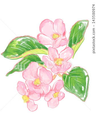 一幅手繪水彩插圖，描繪了盛開的秋海棠花。 143580974