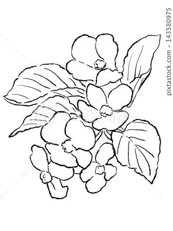 A hand-drawn line art illustration of begonia flowers in full bloom. A hand-drawn line art illustration of begonia flowers in full bloom. 143580975
