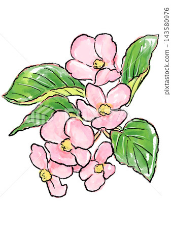 Hand-drawn line art and watercolor illustrations of blooming begonia flowers Hand-drawn line art and watercolor illustrations of blooming begonia flowers 143580976