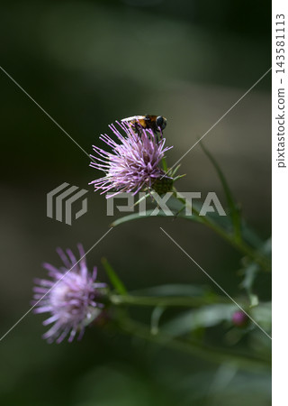 薊 薊 143581113