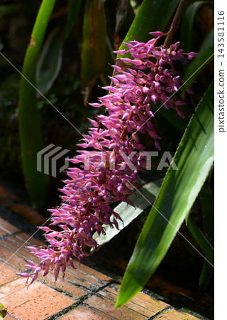 Echmea Fendleri Echmea Fendleri 143581116