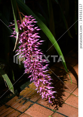 Echmea Fendleri 143581117