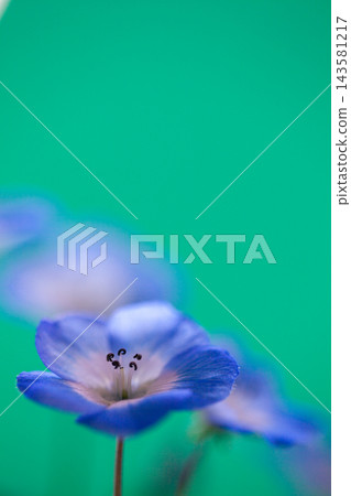 喜林草 喜林草 143581217
