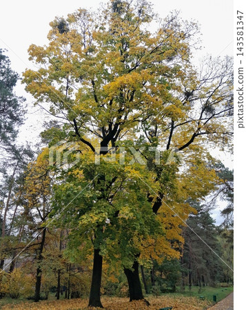 Majestic Autumn Trees with Golden Foliage Along a Park Path Majestic Autumn Trees with Golden Foliage Along a Park Path 143581347