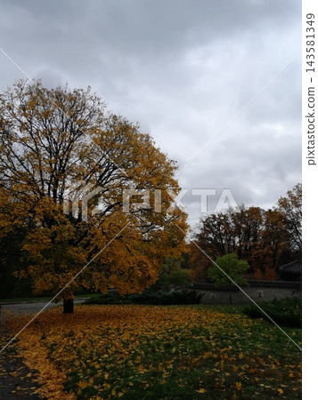 Majestic Autumn Trees with Golden Foliage Along a Park Path Majestic Autumn Trees with Golden Foliage Along a Park Path 143581349
