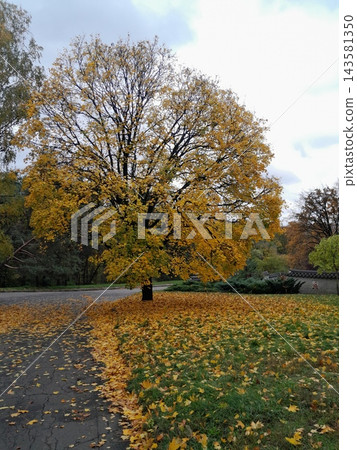 Majestic Autumn Trees with Golden Foliage Along a Park Path Majestic Autumn Trees with Golden Foliage Along a Park Path 143581350