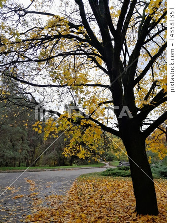 Majestic Autumn Trees with Golden Foliage Along a Park Path Majestic Autumn Trees with Golden Foliage Along a Park Path 143581351