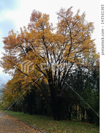 Majestic Autumn Trees with Golden Foliage Along a Park Path Majestic Autumn Trees with Golden Foliage Along a Park Path 143581365