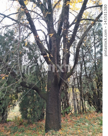 Majestic Autumn Trees with Golden Foliage Along a Park Path 143581380