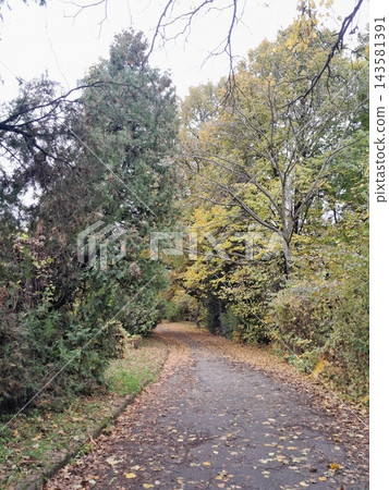 Majestic Autumn Trees with Golden Foliage Along a Park Path Majestic Autumn Trees with Golden Foliage Along a Park Path 143581391