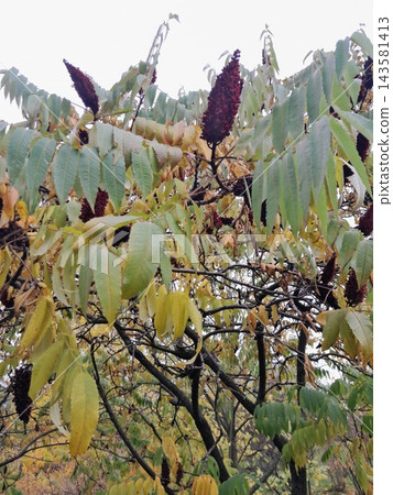 Autumn Staghorn Sumac Tree with Red Cone-Shaped Fruit Clusters 143581413
