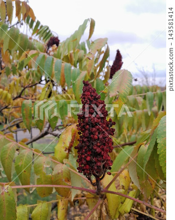Autumn Staghorn Sumac Tree with Red Cone-Shaped Fruit Clusters Autumn Staghorn Sumac Tree with Red Cone-Shaped Fruit Clusters 143581414