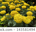 Bright Blooming Yellow Marigold Flowers in the Garden 143581494