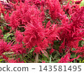 Vibrant Red Celosia Plumosa Flowers 143581495