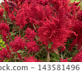 Expanse of Bright Red Celosia Flowers in a Landscape Garden 143581496