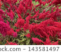 Lush Red Celosia Cockscomb Flower Bush 143581497