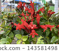 Red Creeping Lipstick Plant or Aeschynanthus 143581498