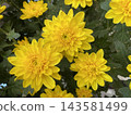 hick Petaled Blooming Yellow Chrysanthemum Flowers 143581499