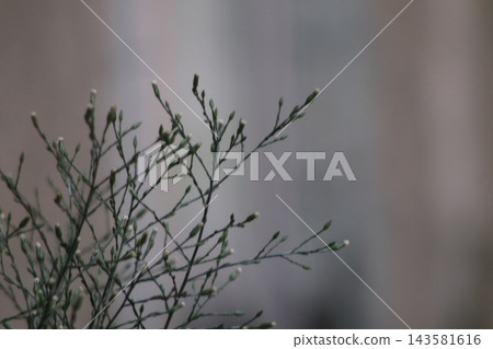 Close up of delicate wild plant buds. Beautiful background. Close up of delicate wild plant buds. Beautiful background. 143581616