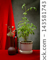 Growing tomato seedlings in a white pot, a bottle and flowers 143581743