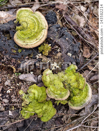 Parasitic green mushrooms growing densely on stump showcase forest decay and natural recycling processes Parasitic green mushrooms growing densely on stump showcase forest decay and natural recycling processes 143582214
