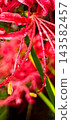 Higanbana花在雨中濕潤 143582457