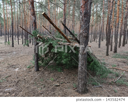 Wooden shelter formed from branches in a coniferous landscape, illustrating practical use of natural forest resources Wooden shelter formed from branches in a coniferous landscape, illustrating practical use of natural forest resources 143582474