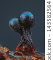 Wasp's Nest Slime Mold - Metatrichia vesparia 143582564