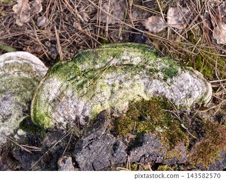 Parasitic fungi flourish on a decaying forest stump highlighting natural woodland decay Parasitic fungi flourish on a decaying forest stump highlighting natural woodland decay 143582570